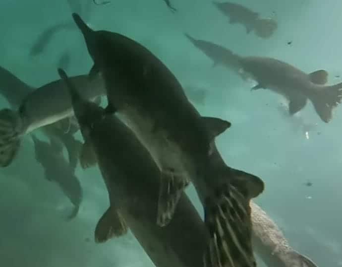Screenshot 2025 04 01 at 7.48.39 PM In: Longnose Gar -2025 Ichetucknee | Our Santa Fe River, Inc. (OSFR) | Protecting the Santa Fe River